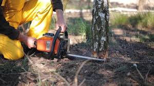 Best Storm Damage Tree Cleanup  in Hudson Oaks, TX