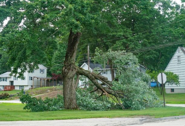 How Our Tree Care Process Works  in  Hudson Oaks, TX