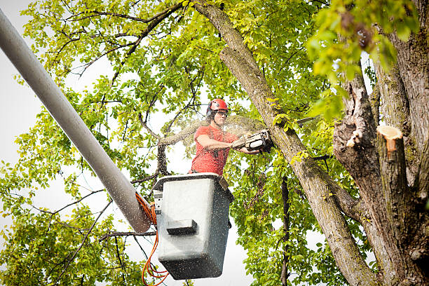 Hudson Oaks, TX Tree Removal Company